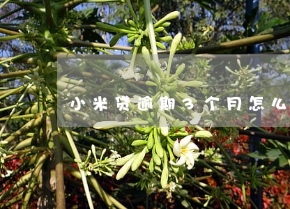 小米贷逾期3个月怎么办 小米贷逾期3个月怎么办