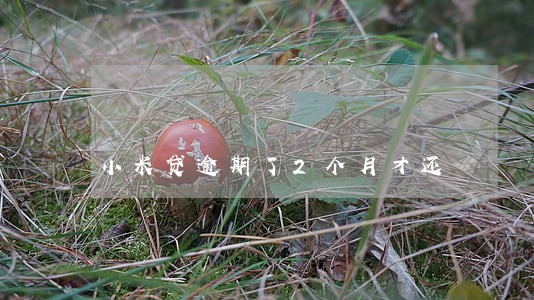 小米贷逾期了2个月才还 小米贷逾期了2个月才还