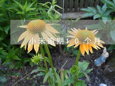 小米逾期10个月 小米逾期10个月