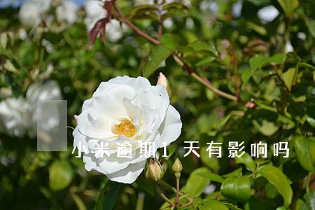小米逾期1天有影响吗 小米逾期1天有影响吗