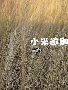 小米逾期3个多月 小米逾期3个多月