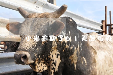 小米逾期了61天怎么办 小米逾期了61天怎么办