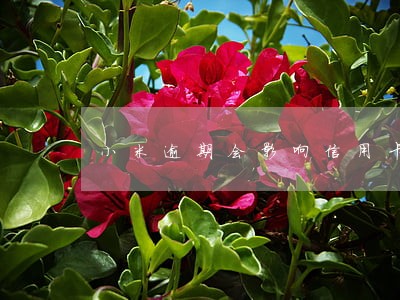 小米逾期会影响信用卡吗 小米逾期会影响信用卡吗