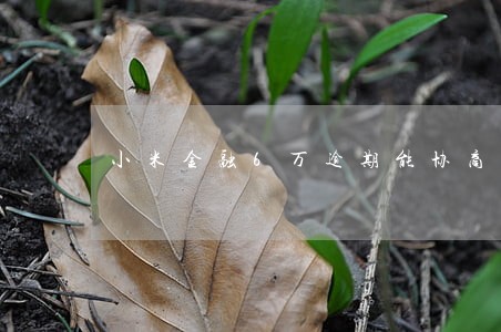 小米金融6万逾期能协商吗 小米金融6万逾期能协商吗