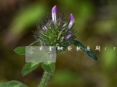 小米金融贷款逾期15天
