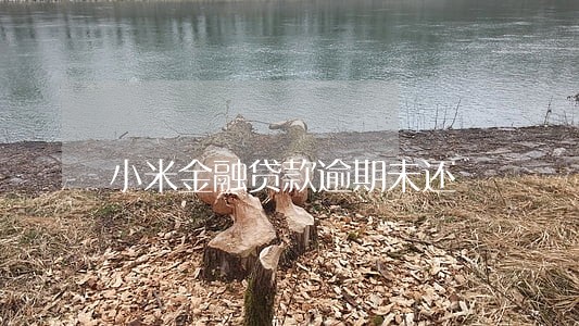 小米金融贷款逾期未还