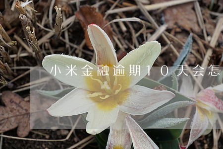 小米金融逾期10天会怎么样 小米金融逾期10天会怎么样