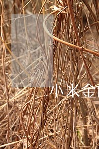 小米金融逾期10天影响吗 小米金融逾期10天影响吗