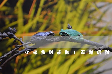 小米金融逾期1天就接到电话了 小米金融逾期1天就接到电话了