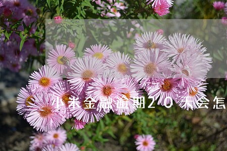 小米金融逾期20天会怎么样 小米金融逾期20天会怎么样