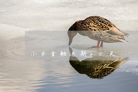 小米金融逾期25天 小米金融逾期25天