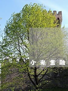 小米金融逾期2个月会上门来找