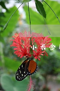 小米金融逾期34天 小米金融逾期34天