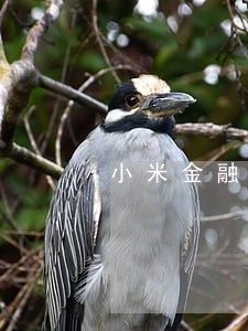 小米金融逾期3天可以 小米金融逾期3天可以