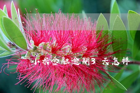 小米金融逾期3天怎样 小米金融逾期3天怎样