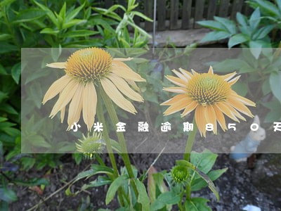 小米金融逾期850天了