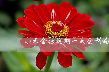 小米金融逾期一天会影响信用吗