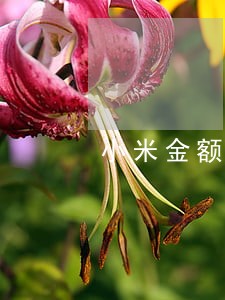 小米金额逾期10万 小米金额逾期10万