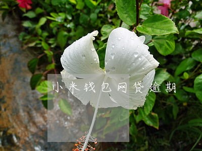 小米钱包网贷逾期 小米钱包网贷逾期