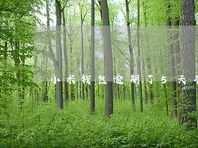 小米钱包逾期了5天有事吗 小米钱包逾期了5天有事吗