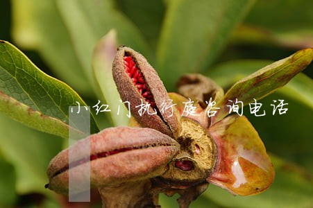 小红门执行庭咨询电话 小红门执行庭咨询电话