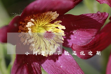 小网贷不下款还说逾期