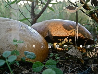 小网贷逾期可以分期买车吗 小网贷逾期可以分期买车吗