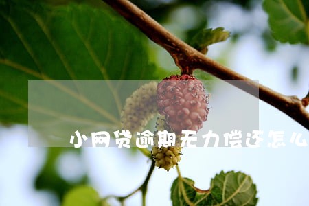 小网贷逾期无力偿还怎么处理