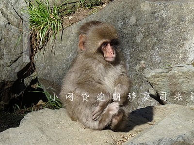 小网贷逾期移交司法部 小网贷逾期移交司法部