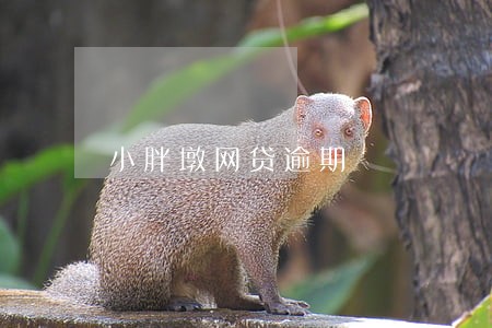 小胖墩网贷逾期 小胖墩网贷逾期