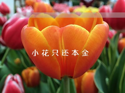 小花只还本金 小花只还本金