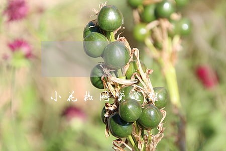小花椒网贷逾期 小花椒网贷逾期