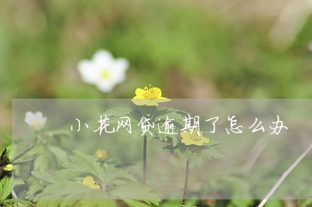 小花网贷逾期了怎么办