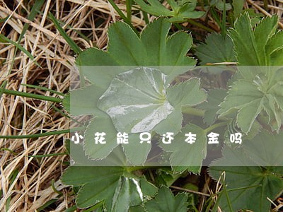 小花能只还本金吗