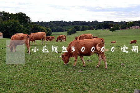 小花钱包30000逾期一年6 小花钱包30000逾期一年6
