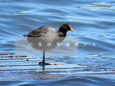 小花钱包逾期20