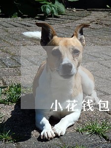 小花钱包逾期300元一年多