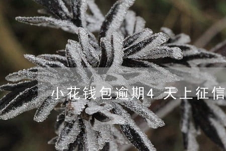 小花钱包逾期4天上征信 小花钱包逾期4天上征信