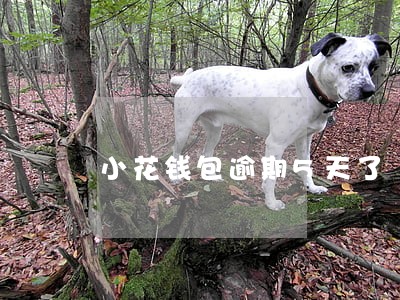 小花钱包逾期5天了