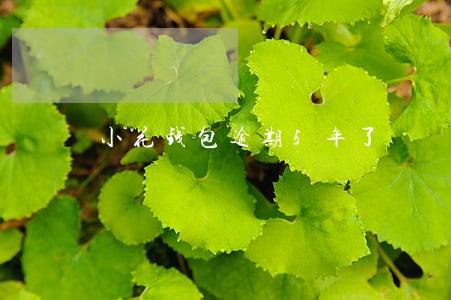 小花钱包逾期5年了