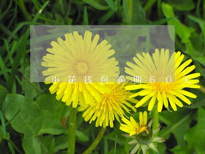 小花钱包逾期60天 小花钱包逾期60天