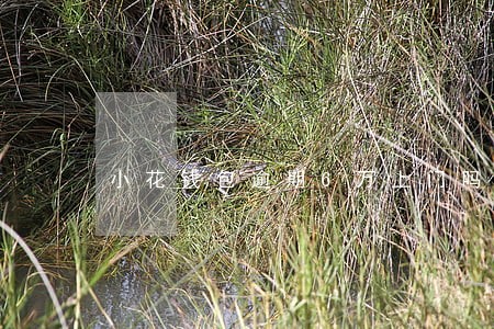 小花钱包逾期6万上门吗 小花钱包逾期6万上门吗