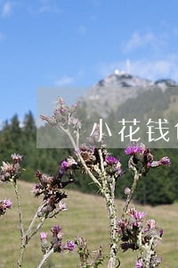 小花钱包逾期中信银行催收 小花钱包逾期中信银行催收