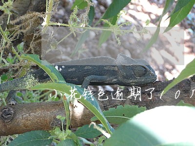 小花钱包逾期了10几天了 小花钱包逾期了10几天了