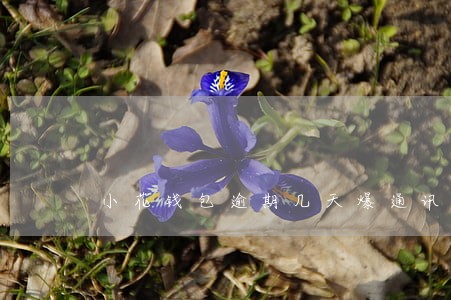 小花钱包逾期几天爆通讯录6 小花钱包逾期几天爆通讯录6
