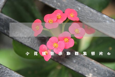 小花钱包逾期群发照片6 小花钱包逾期群发照片6
