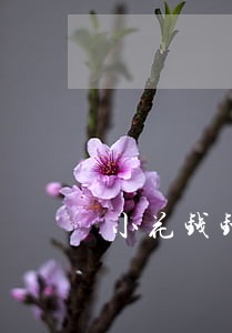 小花钱钱包逾期3年 小花钱钱包逾期3年