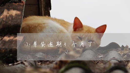 小芽贷逾期3个月了 小芽贷逾期3个月了