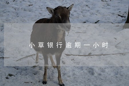 小草银行逾期一小时 小草银行逾期一小时
