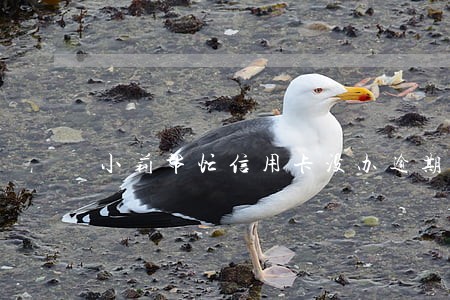 小莉帮忙信用卡没办逾期七次 小莉帮忙信用卡没办逾期七次